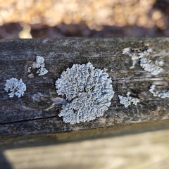 Physcia millegrana