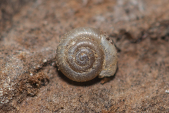 Hawaiia minuscula