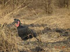 Bucorvus abyssinicus