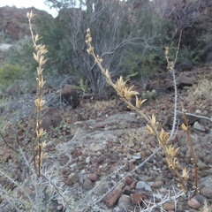 Fouquieria burragei