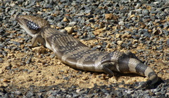Tiliqua occipitalis