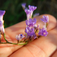 Limonium narbonense