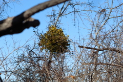 Phoradendron leucarpum