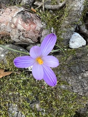 Crocus corsicus