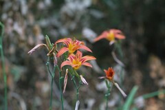 Ophiomyia kwansonis