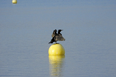 Phalacrocorax carbo sinensis