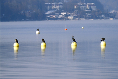 Phalacrocorax carbo sinensis