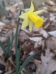 Narcissus