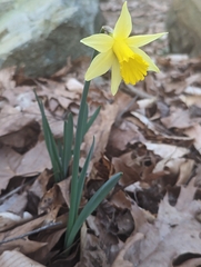 Narcissus