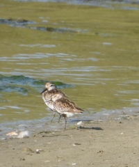 Calidris alpina