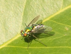 Condylostylus longicornis