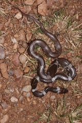 Lycodon aulicus