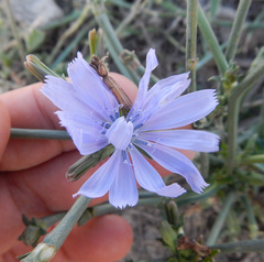 Cichorium intybus