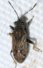 Peritrechus