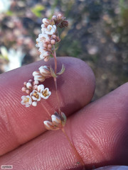 Adenogramma mollugo