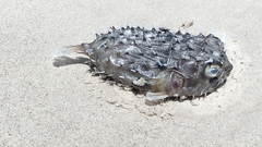 Chilomycterus spinosus