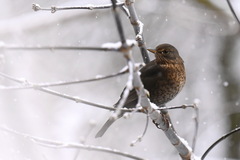 Turdus merula