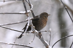 Turdus merula