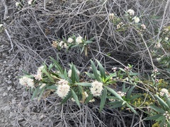 Baccharis salicifolia