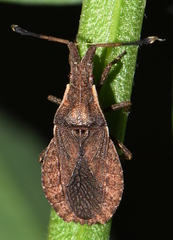 Spathocera lobata