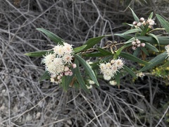 Baccharis salicifolia
