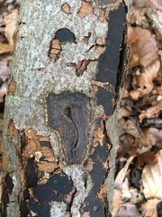 Biscogniauxia nummularia