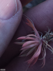 Adenogramma mollugo