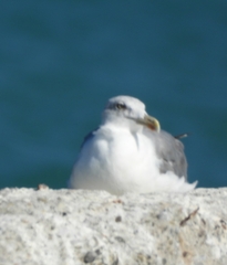 Larus michahellis