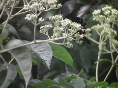 Papilio bianor