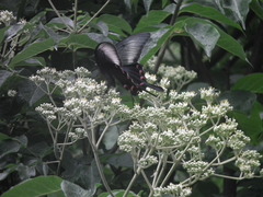 Papilio bianor