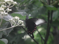 Papilio bianor