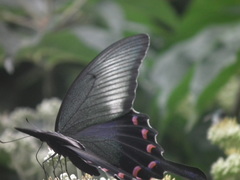 Papilio bianor