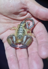 Hadogenes phyllodes
