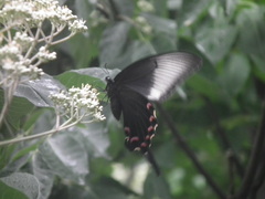 Papilio bianor