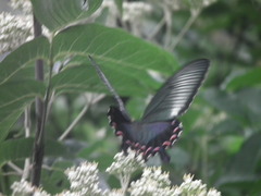 Papilio bianor
