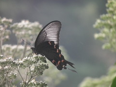 Papilio bianor