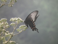 Papilio bianor