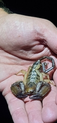 Hadogenes phyllodes