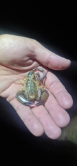 Hadogenes phyllodes