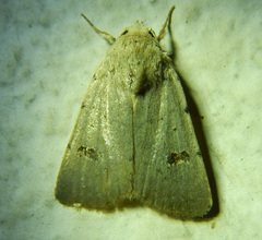 Caradrina kadenii
