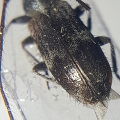 Exocentrus lusitanus