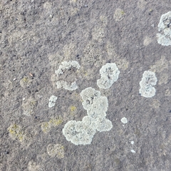 Protoparmeliopsis muralis