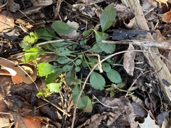 Packera obovata