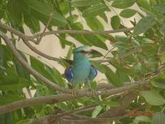 Coracias abyssinicus