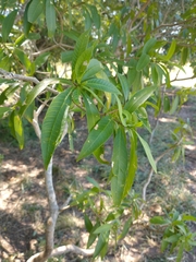 Tabernaemontana catharinensis