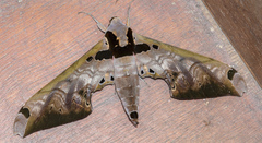 Adhemarius sexoculata