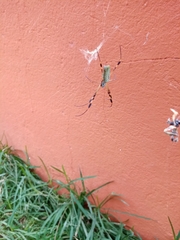 Trichonephila clavipes