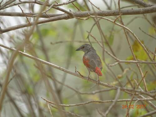 iNaturalist image
