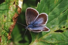 Aricia nicias