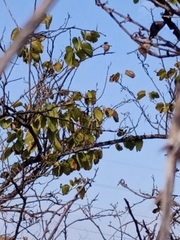 Saxicola rubicola
